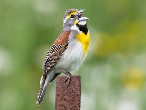 Dickcissel Identification, All About Birds, Cornell Lab of Ornithology