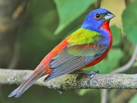 Painted Bunting