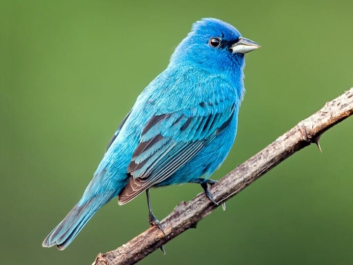 First-Ever Bluebird Twins Found Via Project NestWatch—Plus More  Opportunities to Discover