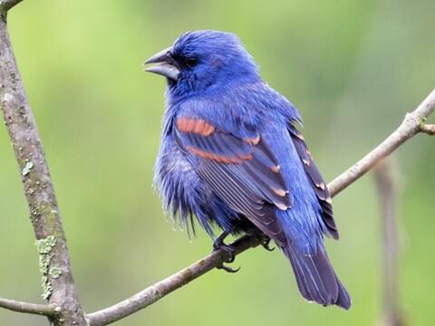 Blue Grosbeak Identification, All About Birds, Cornell Lab of