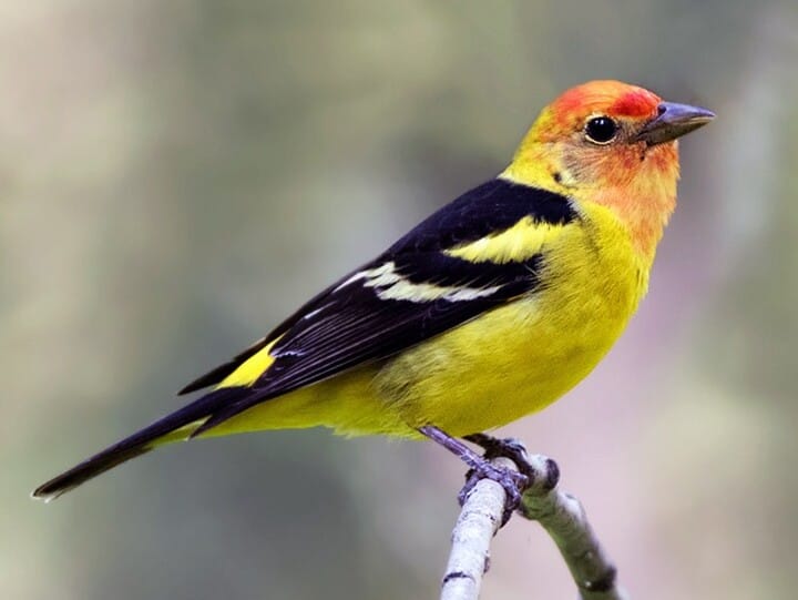 Scarlet Tanager Identification, All About Birds, Cornell Lab of