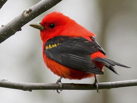 Scarlet Tanager Identification, All About Birds, Cornell Lab of