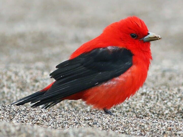 Scarlet Tanager Breeding male