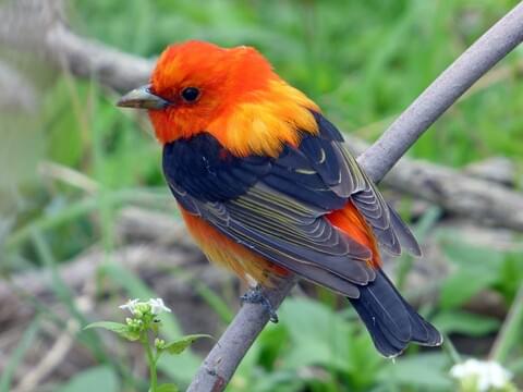 Scarlet Tanager Identification, All About Birds, Cornell Lab of