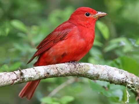 Summer Tanager Adult male