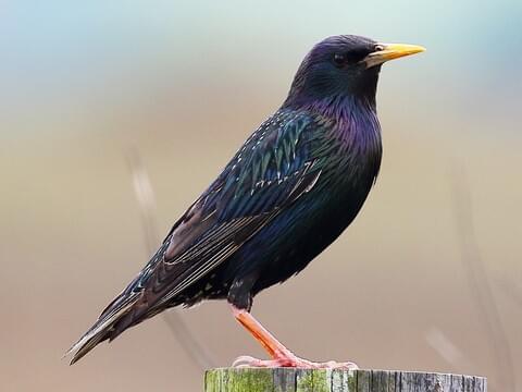 European Starling Identification, All About Birds, Cornell Lab of ...