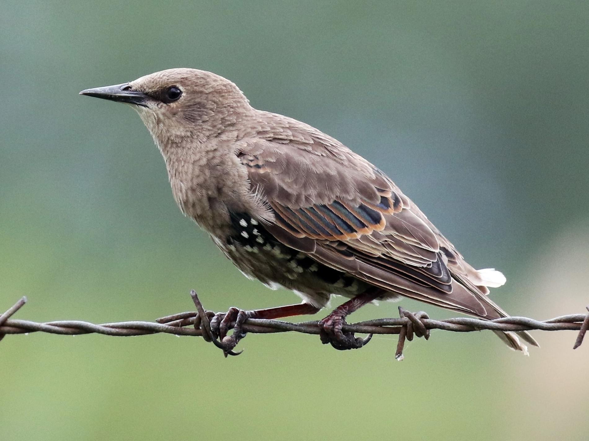 European Starling | Celebrate Urban Birds