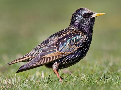 European Starling Identification, All About Birds, Cornell Lab of  Ornithology