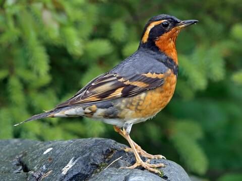Varied Thrush Identification, All About 