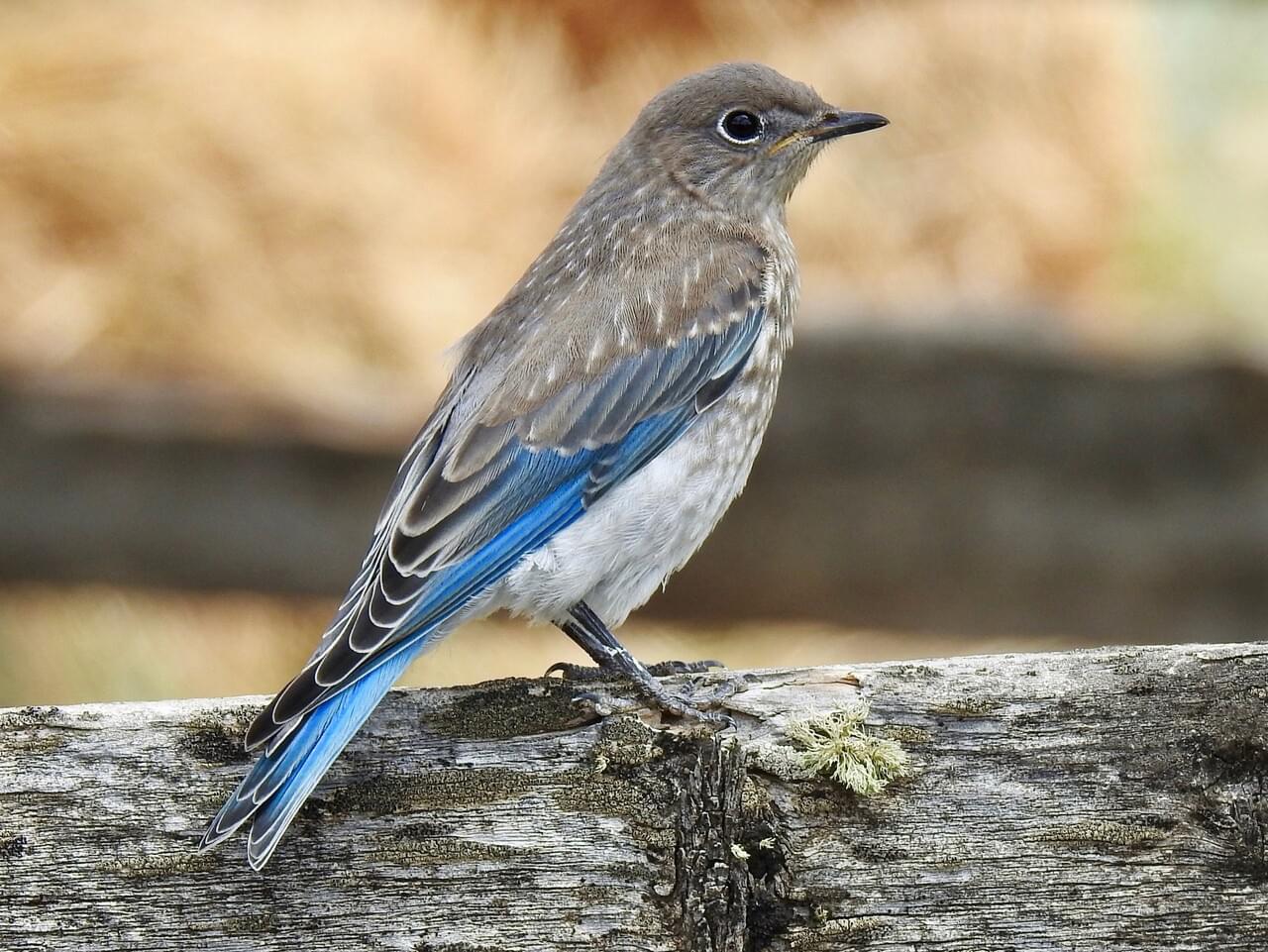 NestWatch  Mountain Bluebird - NestWatch