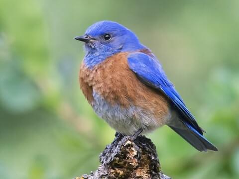 Western Bluebird Identification, All About Birds, Cornell Lab of Ornithology