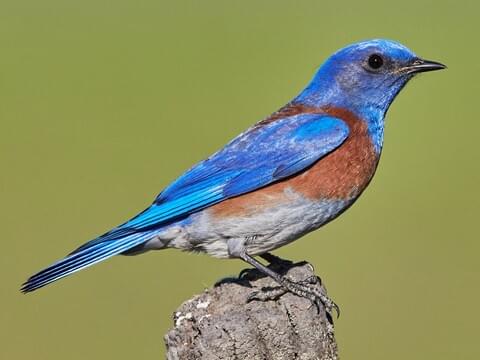 Western Bluebird Adult male