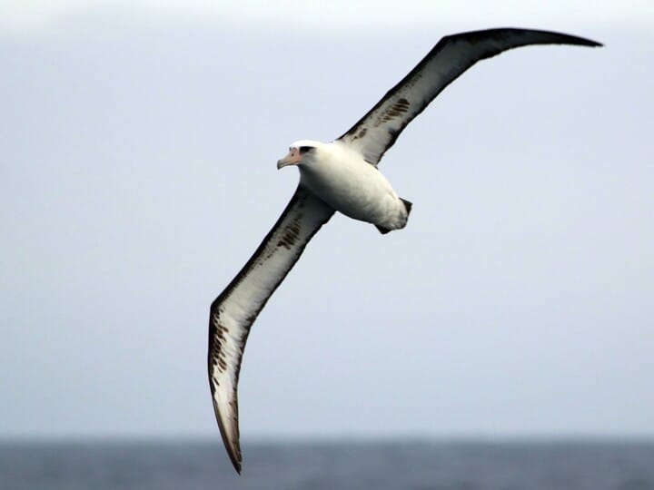 A Crown albatross in flight