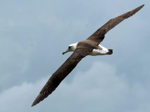 Laysan Albatross Adult/immature