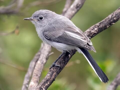 Blue-gray Gnatcatcher Songs and Calls - Larkwire