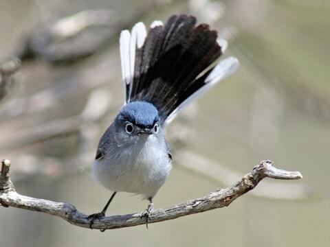 Blue Gray Gnatcatcher Posing — The Sleepy Seahorse