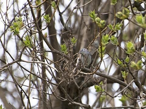 Blue-grey Gnatcatcher staring me down. I just love their angry little faces  🥰 seen near Chicago! : r/birding
