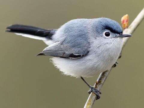 BLUE-GRAY GNATCATCHER – Birds of Nebraska – Online