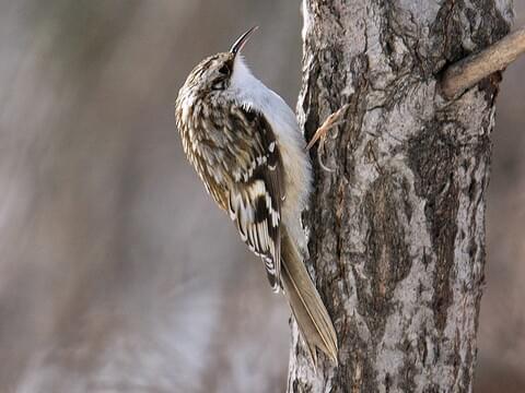 Brown Creeper Identification All About Birds Cornell Lab Of Ornithology