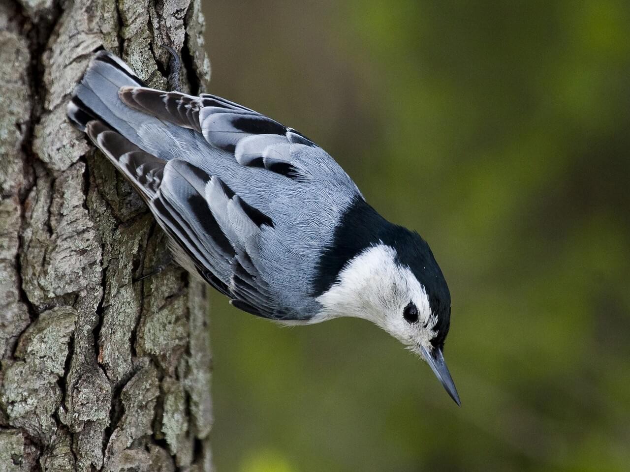 White-breasted Nuthatch Adult