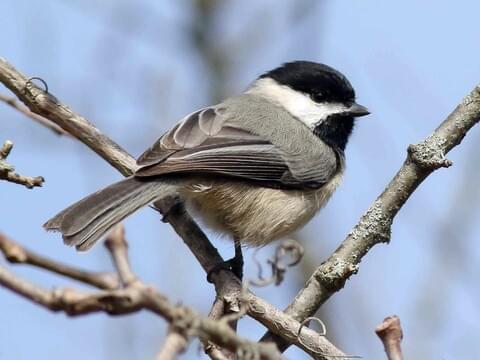 all about chickadees