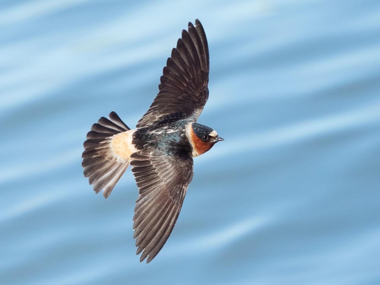 Cliff Swallow. 