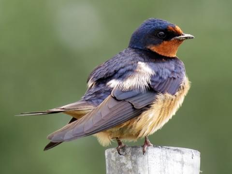 Barn Swallow Identification, All About Birds, Cornell Lab of Ornithology