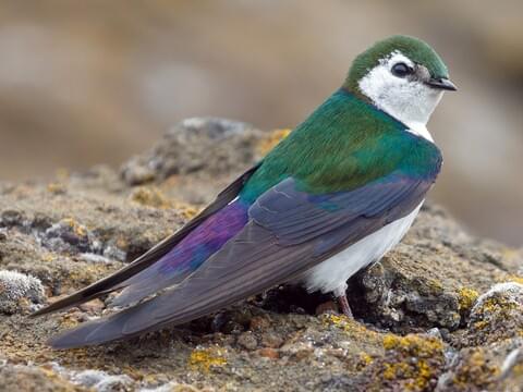 Violet-green Swallow Identification, All About Birds, Cornell Lab of  Ornithology