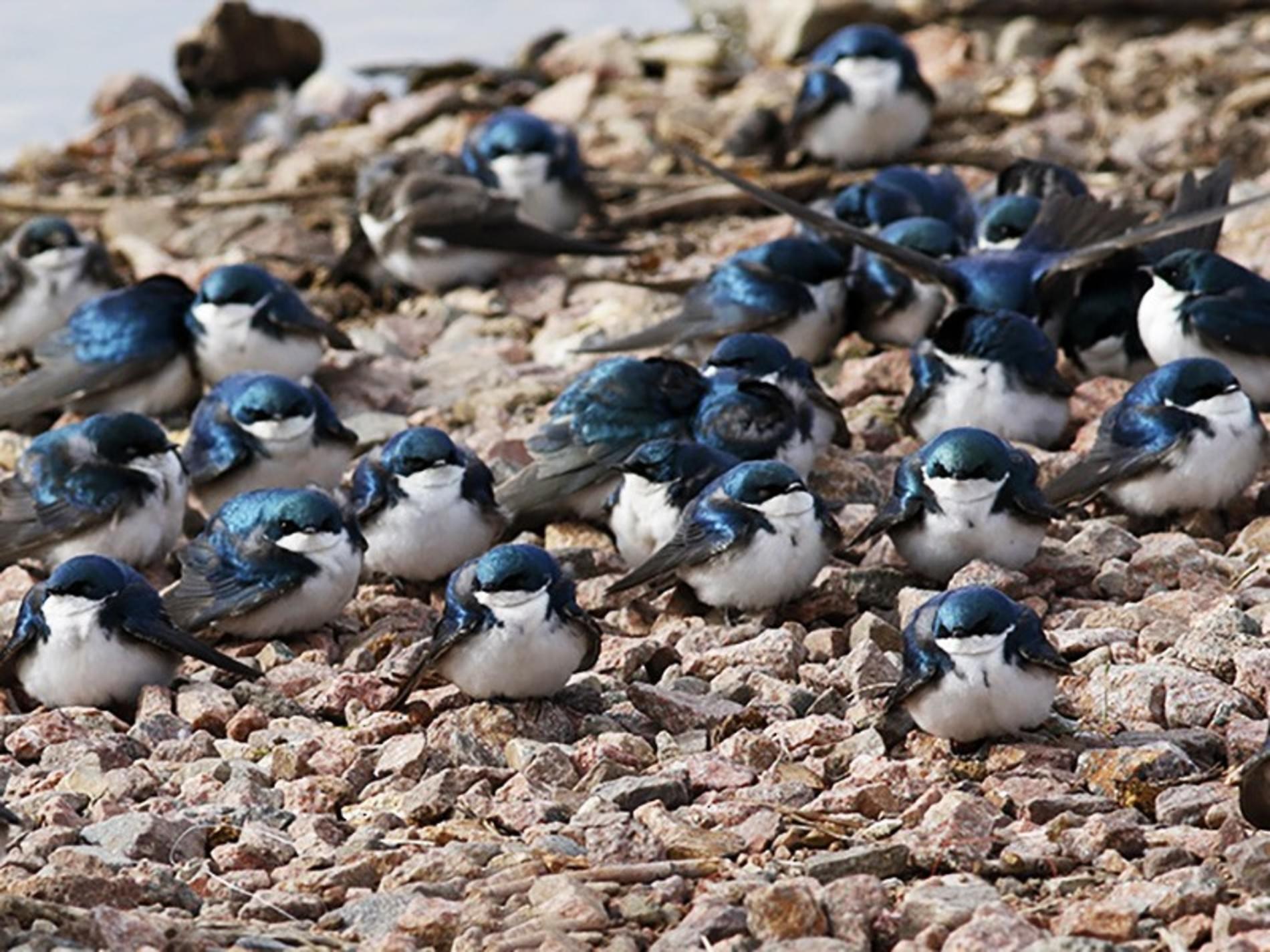 NestWatch