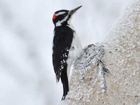 Hairy Woodpecker Identification, All About Birds, Cornell Lab of Ornithology