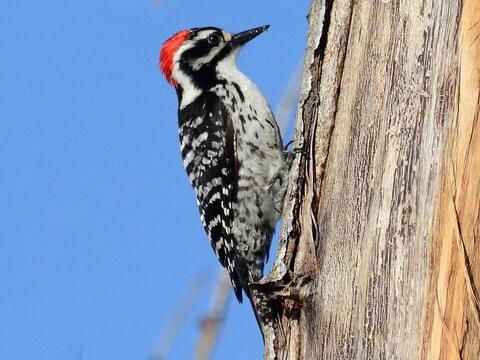 Woodpecker Identification Chart
