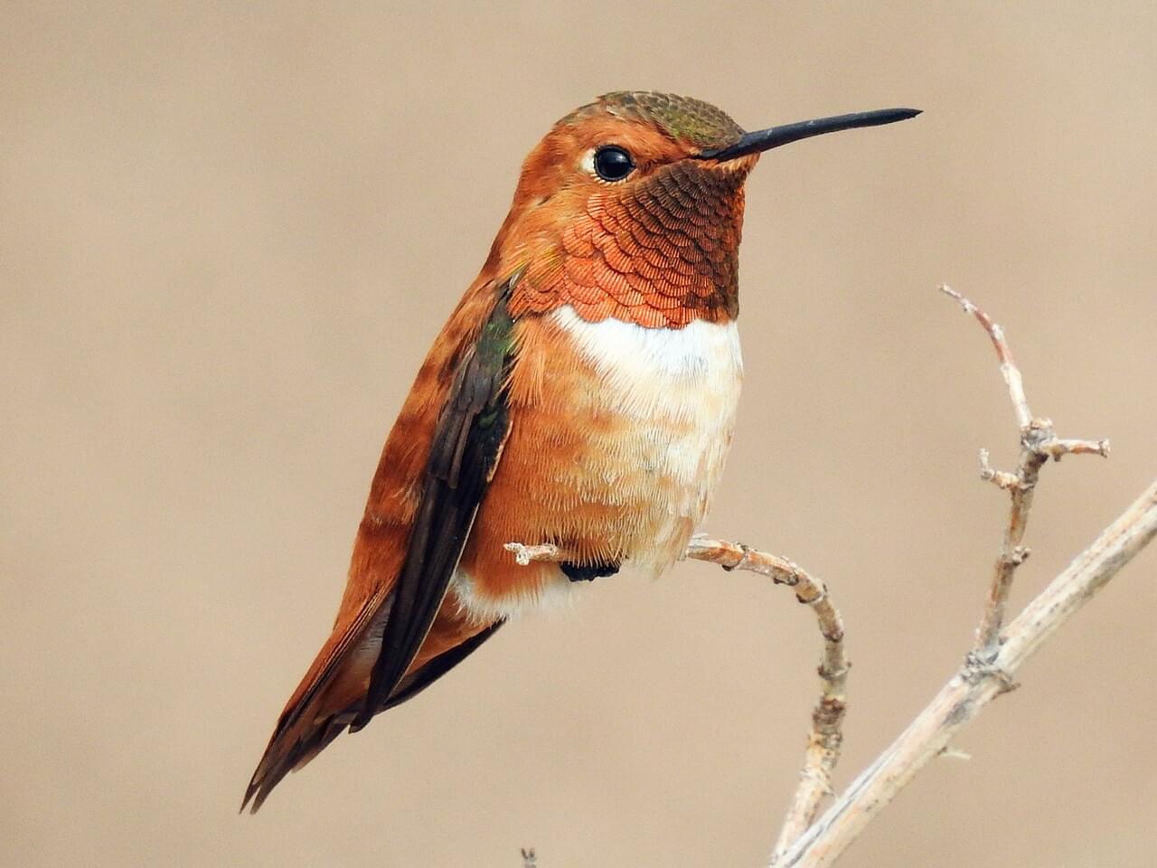 Rufous Hummingbird