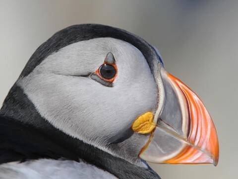 Atlantic Puffin Overview, All About Birds, Cornell Lab of Ornithology