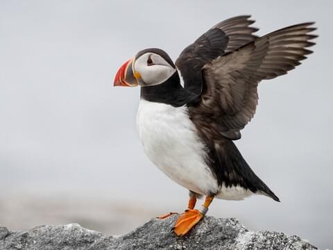 Puffin, Seabird, Atlantic, Atlantic Ocean