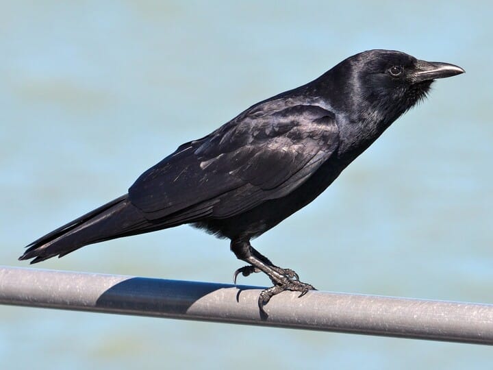 Similar Species to American Crow, All About Birds, Cornell Lab of  Ornithology