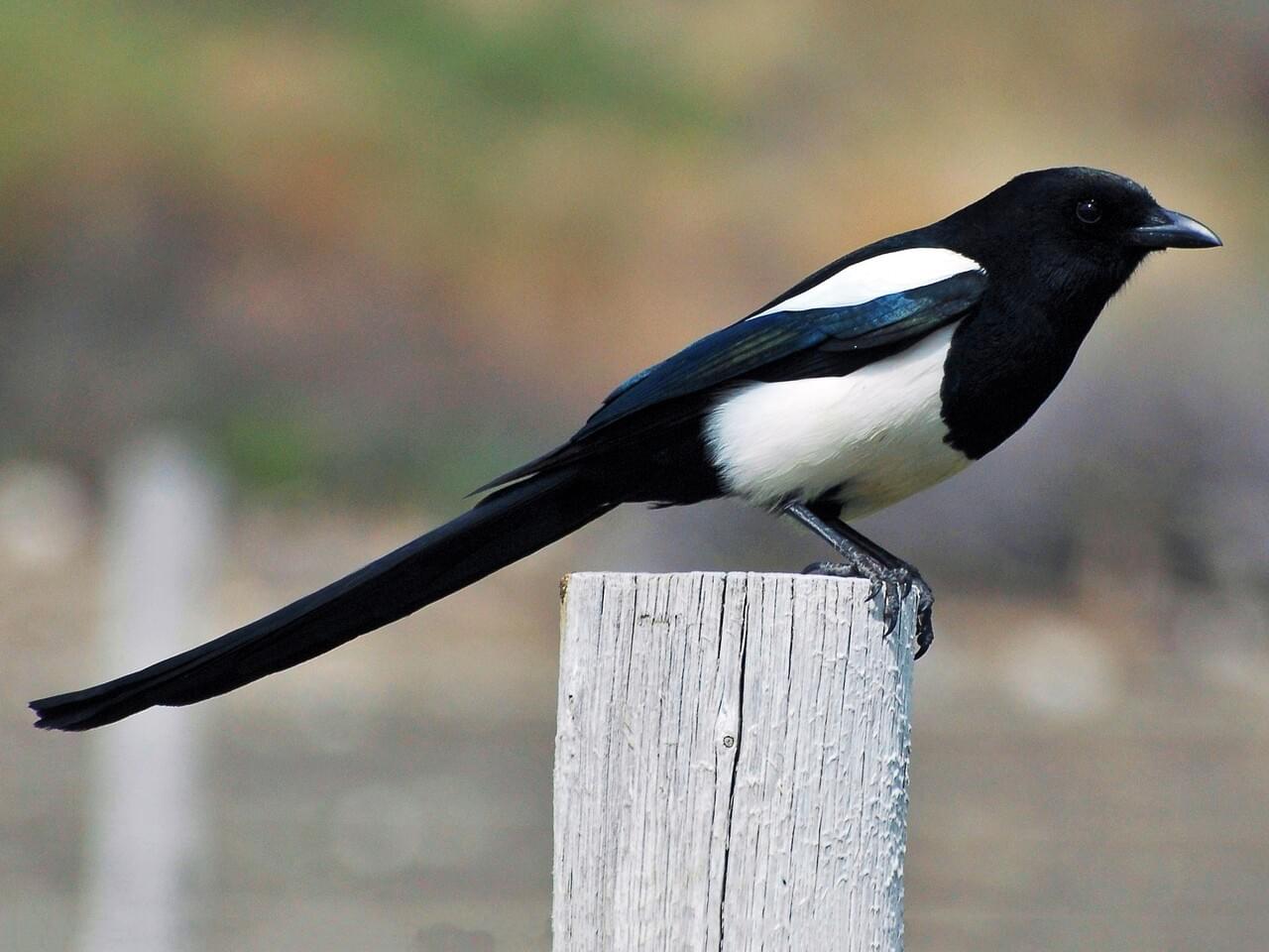 Black-billed Magpie 