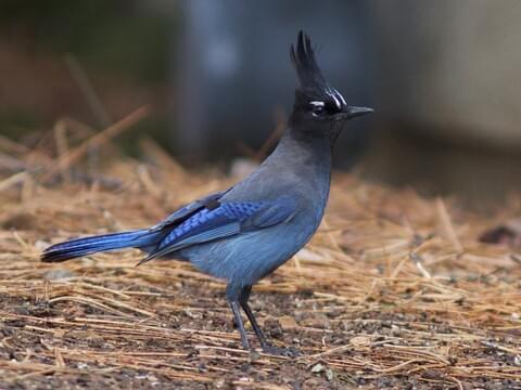 Steller S Jay Identification All About Birds Cornell Lab Of Ornithology