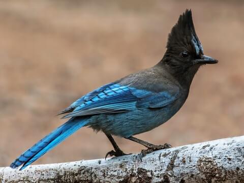 Steller's Jay Adult (Coastal)