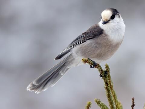 Canada Jay Identification, All About Birds, Cornell Lab of Ornithology