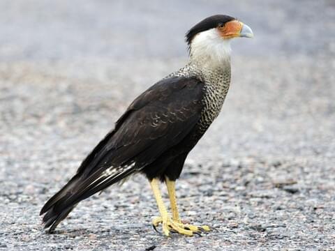 Crested Caracara Adult