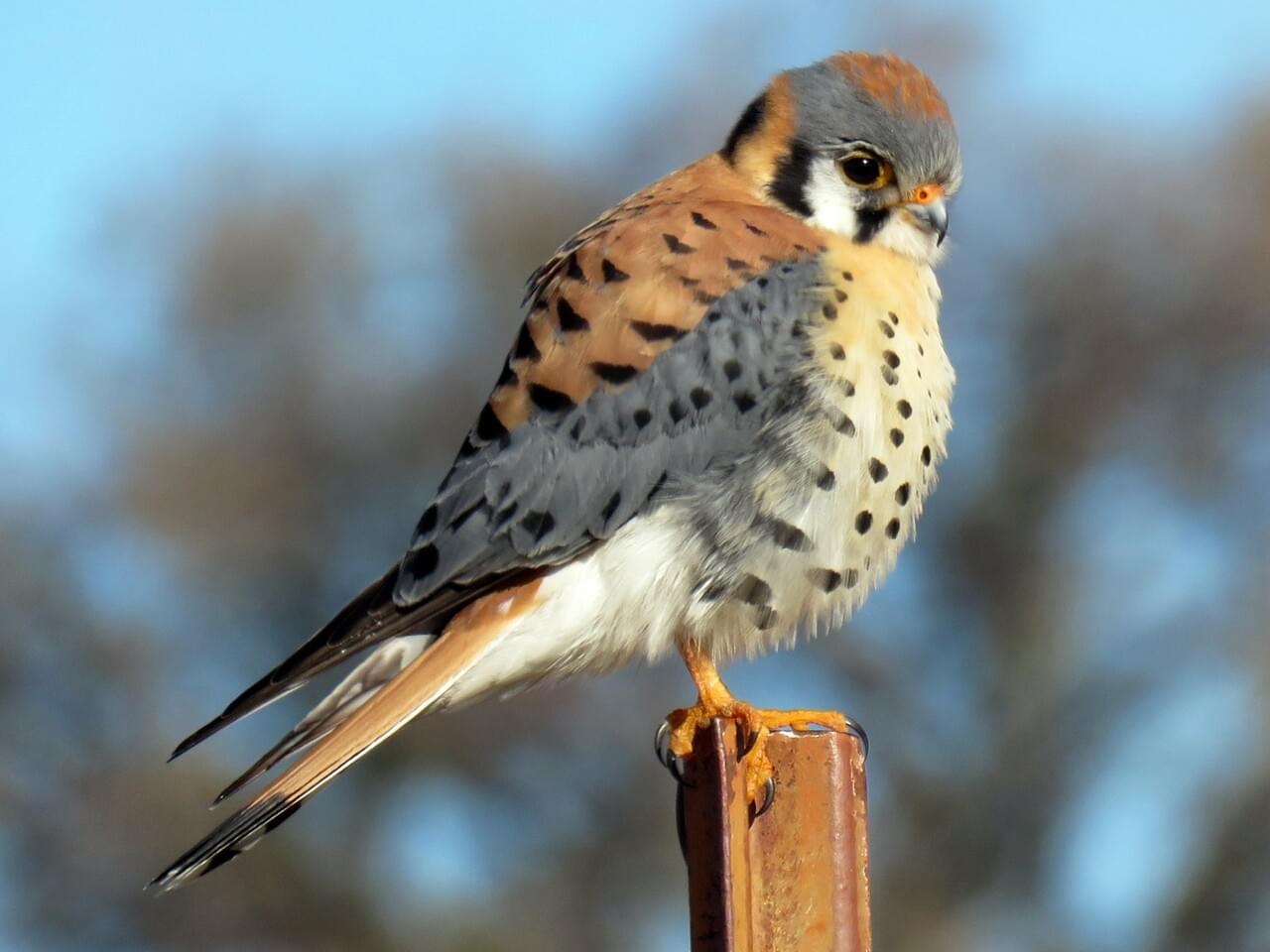 American Kestrel Celebrate Urban Birds