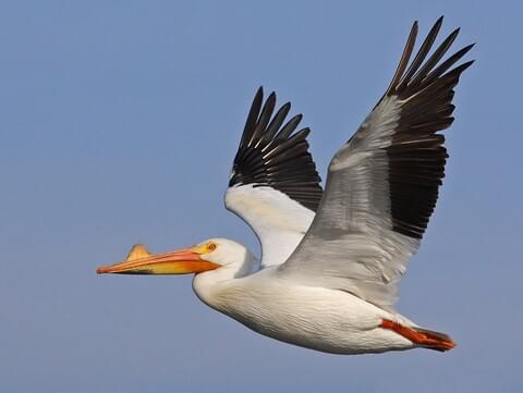 American White Pelican Identification, All About Birds, Cornell Lab of Ornithology