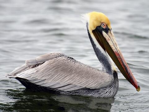 Brown Pelican Identification, All About 
