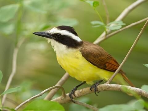 Great Kiskadee Identification, All About Birds, Cornell Lab of