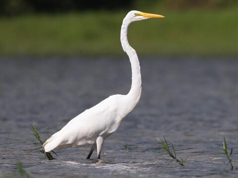 Great Egret Identification, All About Birds, Cornell Lab of Ornithology
