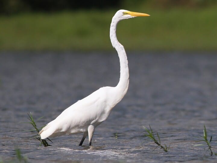 Similar Species to Whooping Crane, All About Birds, Cornell Lab of ...