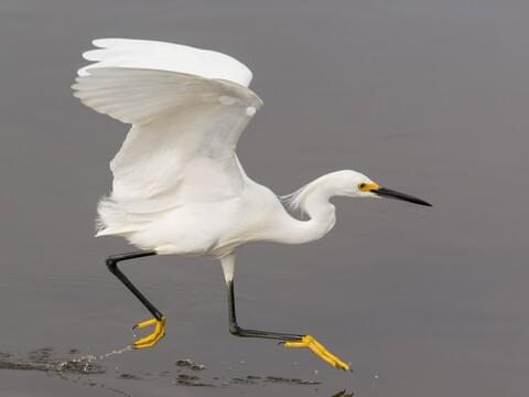 Snowy Egret Identification, All About Birds, Cornell Lab of Ornithology