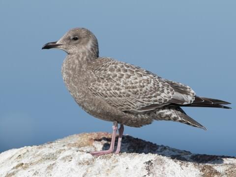 Iceland Gull Identification, All About Birds, Cornell Lab of