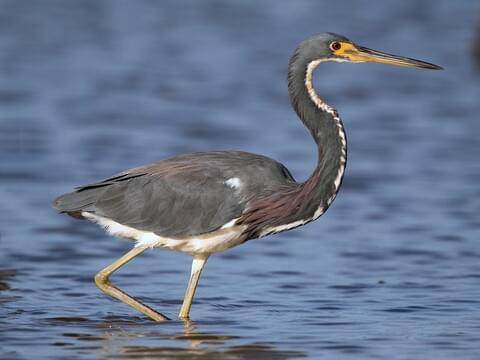 Tricolored Heron Nonbreeding adult