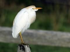 Cattle Egret Overview All About Birds Cornell Lab Of Ornithology